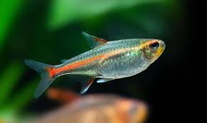 Swimming Creatures™ 10 Glowlight (Glo-Lite) Tetra (Hemigrammus erythrozonus) – Tropical Freshwater Aquarium Fish Live