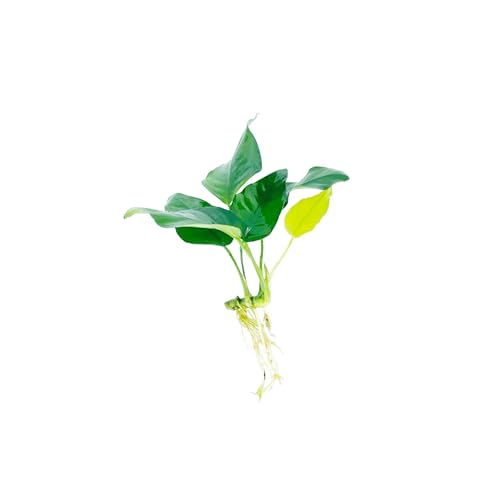 Java Fern and Anubias Aquarium Plant Bundle - Live Freshwater Plants for Aquascaping, Low Maintenance, Easy Beginner-Friendly Decor for Fish Tank