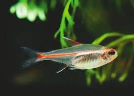 Swimming Creatures™ 10 Glowlight (Glo-Lite) Tetra (Hemigrammus erythrozonus) – Tropical Freshwater Aquarium Fish Live