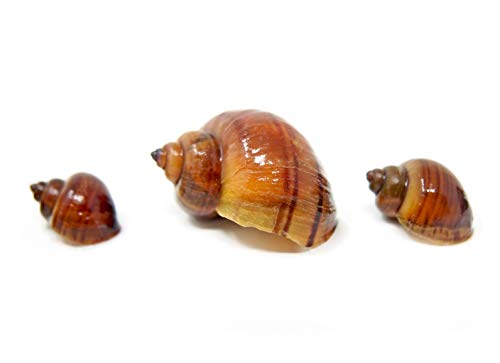 Aquatic Arts 10 Live Albino Mystery Snails | Freshwater Aquarium Species/Real Living Nano Fish Tank Pet | Glass Clearing Snail | Natural Decor - size: 10-SNAILS