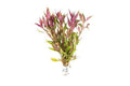 SubstrateSource Live Aquarium Red Stem Plants - Freshwater Aquatic Plant for Fish Tanks, Aquascaping - (Alternanthera Reineckii Rosaefolia Mini, 1 Bunch) - color: Alternanthera Reineckii Rosaefolia Mini, size: Lead Bunch - 1 Pack