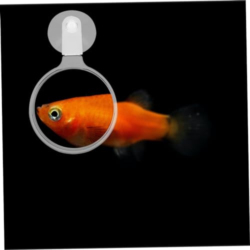 BESPORTBLE Aquarium Glass Cup for Observing Small Fish Betta Fish Ants and Plants Easy to Install Stable and View