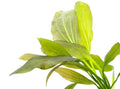 Echinodorus Ozelot Green Amazon Sword MED Live Aquarium Plants - Freshwater - Medium Light