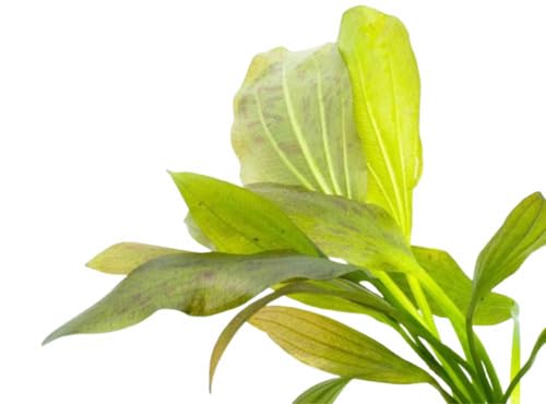 Echinodorus Ozelot Green Amazon Sword MED Live Aquarium Plants - Freshwater - Medium Light