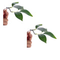 2Pcs Betta Fish Leaf Pad,Plastic Plant Betta Hammock Leaf Bed,Simulating The Natural Habitat Aquarium Décor Plastic Plants for Betta Spawning Grounds,Suction Cup Betta Breeding Resting Bed