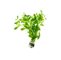 SubstrateSource Live Plant - Ludwigia Inclinata 'Green' - Moderate Care, High Light, Bright Green Accent, Freshwater Aquatic Plant for Aquascaping - Lead Bunch - color: Ludwigia Inclinata Green, size: Lead Bunch - 1 Pack