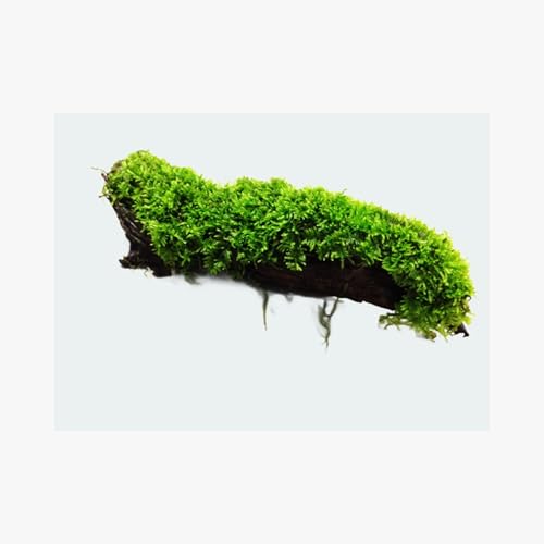 Aquarium Moss On Driftwood - Live Aquarium Plant - Freshwater - Low Light - size: Extra Small 2-4 Inches