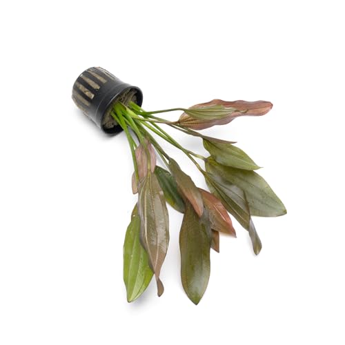 SubstrateSource Echinodorus Rose Sword Live Plant for Freshwater Aquariums, Natural Fish Tank Decorations, and Aquatic Decor (1 Pot (2-3 Plants)) - color: Ech. Rose, size: 1 Pot