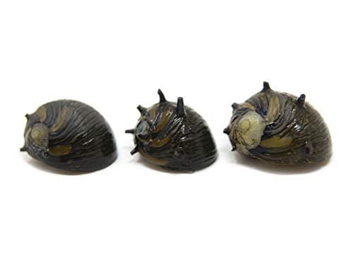 Aquatic Arts 5 Live Sun Thorn Nerite Snails | Nano Aquarium Tank Snail | Great With Dwarf Shrimp | Aquarium Plants | Freshwater Fish - size: 5-SNAILS