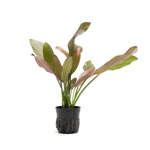 SubstrateSource Echinodorus Rose Sword Live Plant for Freshwater Aquariums, Natural Fish Tank Decorations, and Aquatic Decor (1 Pot (2-3 Plants)) - color: Ech. Rose, size: 1 Pot