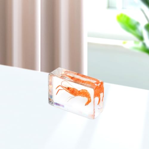 GARVALON Artificial Resin Shrimp Specimen for Education and Home Collection Teaching Tool for Science Class Decorative Paperweight with Realistic Shrimp Display Biology Studies
