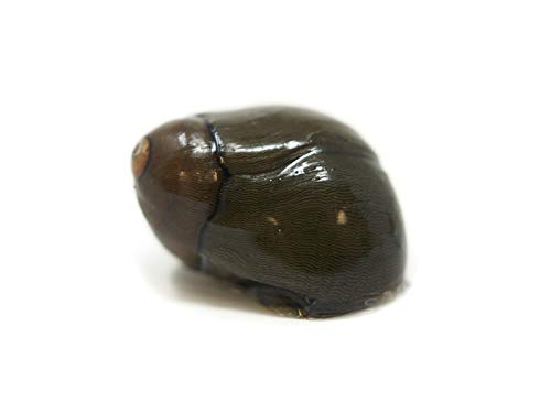 Aquatic Arts 10 Tiger Eye/Olive Nerite Snails | Mini Aquarium Snail | Betta Safe Glass Clearer | Nano Tank Accessories - size: 10-SNAILS