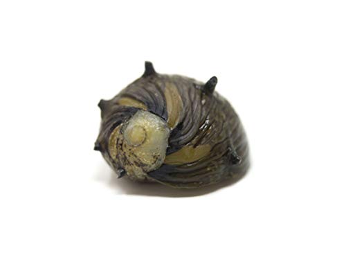 Aquatic Arts 10 Sun Thorn Nerite Snails | Mini Aquarium Snail | Betta Safe Glass Clearer / Scraper | Nano Tank Accessories - size: 10-SNAILS