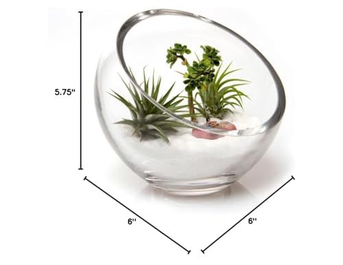 CHIVE - Round, Handmade Clear Glass Bowl for Succulents, Cacti, Air Plants, Moss, Tillandsia, Bromeliads, Terrarium (Large)