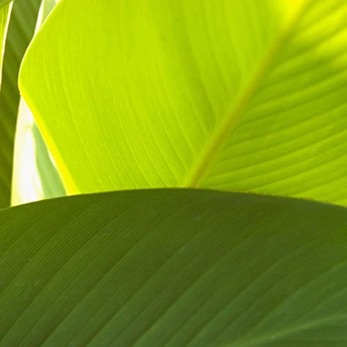 Canna 'Golden', a Great Live Pond Plant for Your Water Garden. Filters koi and Goldfish Ponds. Good for Bogs, Plant Shelf or Shallow Water This marginal Aquatic is a Real Beauty - color: Canna 'Golden'