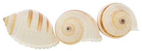 Hermit Crab Shells | Shells for Hermit Crabs | 3 Banded Tonna Shells 3"-3.5" | Opening Size Approx. 2.75"-3" | Hermit Crab House for Décor | Plus Free Nautical eBook by Joseph Rains - color: 3 Banded Tonna