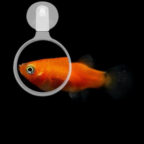 4pcs Acrylic Fish Tank Glass with Cup Enhanced Viewing for Aquariums Reptile Tanks and -Landscapes User-Friendly Design for Seniors and Clear Observation of Creatures