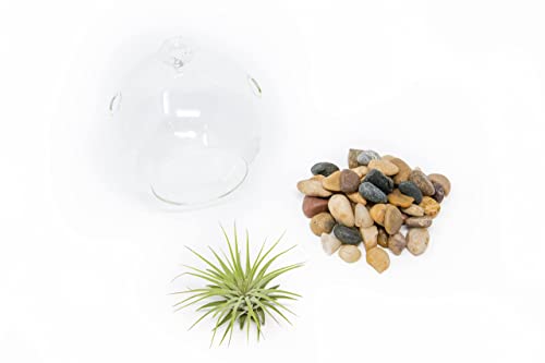 Stunning Flat Bottom Globe Plant Terrarium Kit - Small Assorted Air Plant, Beige Stones in Propagation jar - Home and Garden Decor Plant Pot - Easy Care Indoor and Outdoor Plant Vase - size: Beige Stones, 1 Plant, No Moss