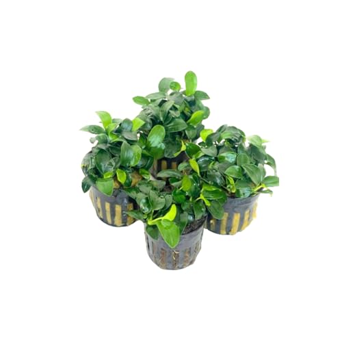 4X Anubias Nana Petite Potted Aquarium Live Plant for Fish Tank Decoration