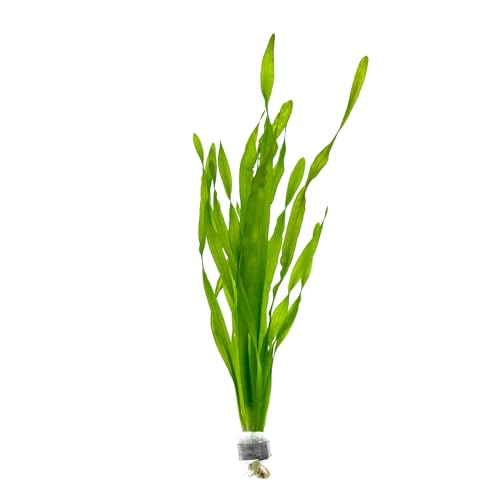 SubstrateSource Live Plant - Tall Grass, Vallisneria Americana - Easy Care, Moderate to High Light, Bright Green Accent, Freshwater Aquatic Plant for Aquascaping - Lead Bunch - color: Americana, size: Lead Bunch - 1 Pack