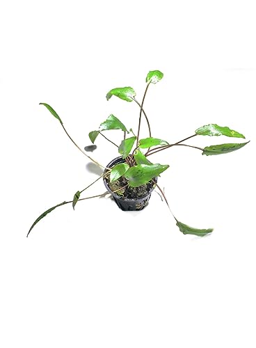 Marcus Fish Tanks - 3X Cryptocoryne Wendtii Green Pots Crypt Wendtii Easy Live Aquarium Plants for Aquatic Freshwater Fish Tank