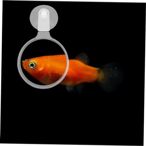 DECHOUS Aquarium Glass Cup for Detailed Observation of Small Animals and Plants Fish Tanks Easy to Install for Betta Fish Landscapes