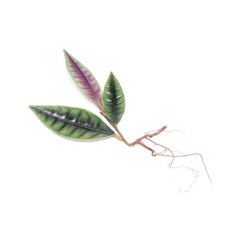 Live Jungle Plant - Ardisia Sp Pink Line Type 1 - Terrestrial Plants for Paludarium, Reptile Enclosure, High Humidity Displays