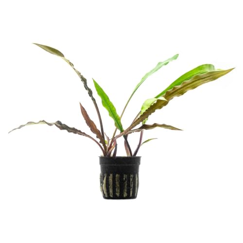 SubstrateSource Live Plants - Crypt Spiralis Tiger (Cryptocoryne spiralis 'Tiger') - Low to Medium Light, Green-Brown Color Aquatic Plant, Background Placement - Rosette Growth - Pot, 1 Pack - color: Spiralis Tiger, size: Pot