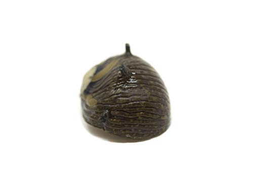 Aquatic Arts 10 Sun Thorn Nerite Snails | Mini Aquarium Snail | Betta Safe Glass Clearer / Scraper | Nano Tank Accessories - size: 10-SNAILS