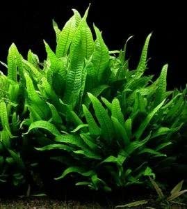 Live Plants on Driftwood | Aquatic Plants for Aquariums and Vivariums (Java Fern on Large 6" Driftwood) - style: Java Fern on Large 6" Driftwood