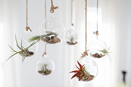 Stunning Flat Bottom 3 Globe Plant Terrarium Kits - 5 Small Assorted Air Plants, Beige Stones and Moss in Propagation Jar - Home and Garden Décor Plant Pot - Easy Care Indoor and Outdoor Plant Vase - size: Beige Stones, 5 Plants, With Moss