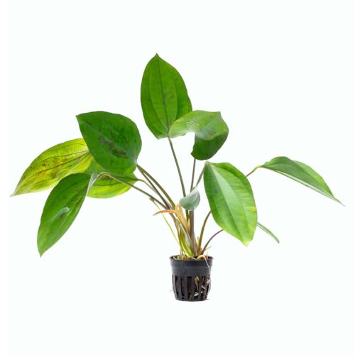 SubstrateSource Live Plants - Echinodorus cordifolius 'Hybrid' - Medium Light, Bright Green Accent for Background Freshwater Aquascaping in Community or Biotope Planted Aquarium - Pot - color: Ech. Cordifolius Hybrid, size: 1 Pot