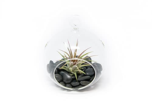 Stunning Flat Bottom Globe Plant Terrarium Kit - Small Assorted Air Plant and Black Stones in Propagation Jar - Home and Garden Decor Plants Pot - Easy Care Indoor and Outdoor Plants Vase - size: Black Stones, 1 Plant, No Moss