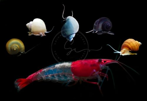 Swimming Creatures 10 RED Rili Premium Quality Neocaridina Shrimps with 3 Assorted Mystery Snails, Freshwater Aquarium, 100% Live Arrival Guarantee