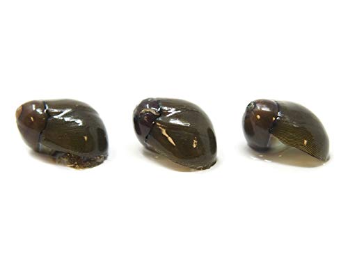 Aquatic Arts 10 Tiger Eye/Olive Nerite Snails | Mini Aquarium Snail | Betta Safe Glass Clearer | Nano Tank Accessories - size: 10-SNAILS