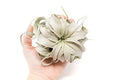 Seedling Xerographica Air Plants 2 to 4 Inch Wide - Tillandsia Succulent House Plants - Available in Wholesale and Bulk - Home and Garden Decor Holders - Easy Care Indoor and Outdoor Plants (1 PC) - size: 1 Count (2-4 inches wide)