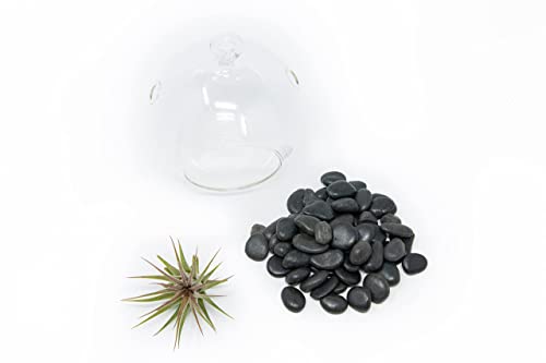Stunning Flat Bottom Globe Plant Terrarium Kit - Small Assorted Air Plant and Black Stones in Propagation Jar - Home and Garden Decor Plants Pot - Easy Care Indoor and Outdoor Plants Vase - size: Black Stones, 1 Plant, No Moss