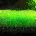 Dwarf Hairgrass Live Aquarium Plant, Natural Carpet Grass for Fish Tank