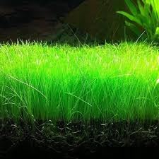 Dwarf Hairgrass Live Aquarium Plant, Natural Carpet Grass for Fish Tank