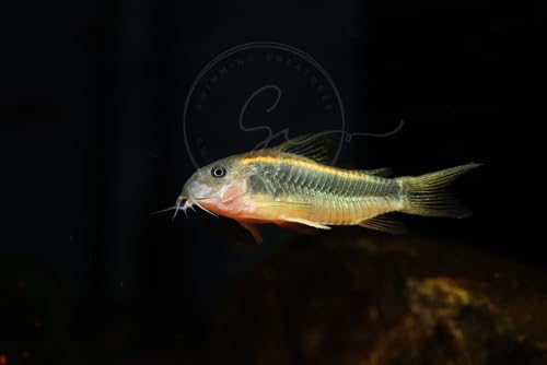 Swimming Creatures 3 PCS Assorted Corydoras Mix, Freshwater Aquarium Catfish Live Arrival Guarantee (2-3 Kinds Mix)