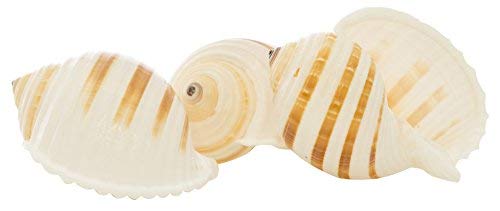 Hermit Crab Shells | Shells for Hermit Crabs | 3 Banded Tonna Shells 3"-3.5" | Opening Size Approx. 2.75"-3" | Hermit Crab House for Décor | Plus Free Nautical eBook by Joseph Rains - color: 3 Banded Tonna
