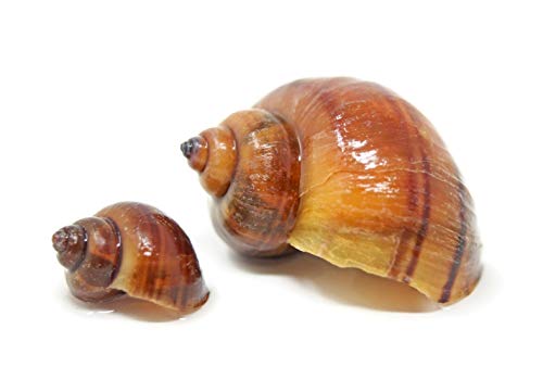 Aquatic Arts 3 Live Albino Mystery Snails | Freshwater Aquarium Species | Safe in Tetra/Guppy/Betta Fish Tanks - size: 3-SNAILS