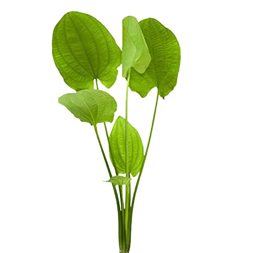 Radican Sword (Echinodorus Cordifolius) - Live Aquarium Plant - Freshwater - Medium Light - size: Small
