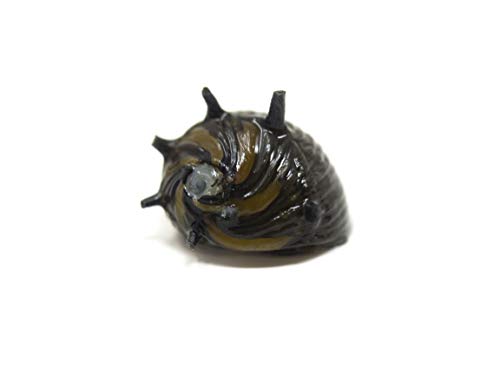 Aquatic Arts 5 Live Sun Thorn Nerite Snails | Nano Aquarium Tank Snail | Great With Dwarf Shrimp | Aquarium Plants | Freshwater Fish - size: 5-SNAILS