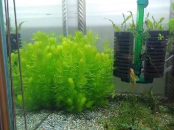 Swimming Creatures™ Live Aquarium Plants (1 X-Large Bunch Hornwort) - color: 1 X-Large Bunch Hornwort