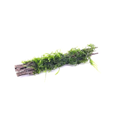 Christmas Moss on Natural Cholla Wood 6 Inches Perfect for Aquascaping, Shrimp Tanks, Nano Tanks, and Fish Tanks Low Light Freshwater Live Moss for Decorations and Breeding