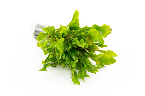 SubstrateSource Live Aquarium Stem Plants - Freshwater Aquatic Plant for Fish Tanks, Aquascaping - (Ammania Senegalensis, 1 Bunch) - color: Ammania Senegalensis, size: Lead Bunch - 1 Pack