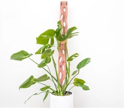 Treleaf Zella Regular Extension Kit (2 Extensions) - Wooden Extendable Plant Trellis for Indoor Climbing Houseplants - Modular Plant Support - size: Regular - Extension Kit
