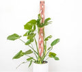 Treleaf Zella Regular Extension Kit (2 Extensions) - Wooden Extendable Plant Trellis for Indoor Climbing Houseplants - Modular Plant Support - size: Regular - Extension Kit