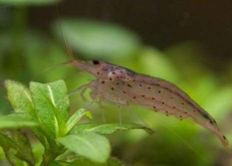 Staurogyne Repens Carpet Foreground Live Aquarium Plants Vitro TC Cup for Freshwater Fish Tank Decorations